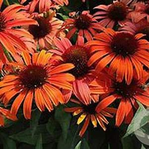 Echinacea 'Sensation Orange' GM P9 BIO