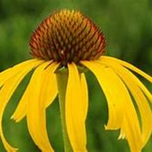 Echinacea 'Sunrise' GM P9 BIO