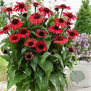 Echinacea Sunseekers Red GM P9 BIO