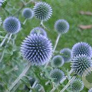 Echinops bannaticus 'Blue Glow' GM P9 BIO
