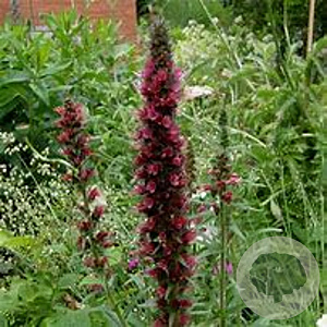 Echium amoenum 'Red Feathers' GM P9 BIO