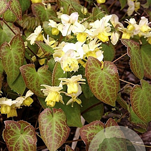 Epimedium versic. 'Sulphureum' GM P9 BIO