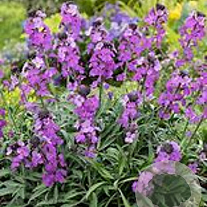 Erysimum 'Bowles' Mauve' GM P9 BIO