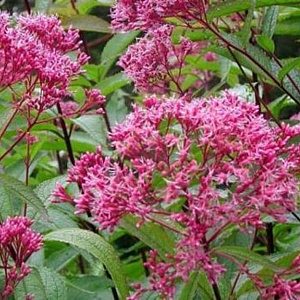 Eupatorium 'Mask' GM P9 BIO