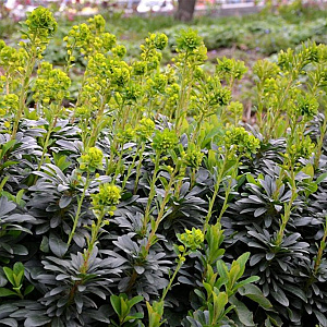 Euphorbia amygdal. robbiae GM P9 BIO