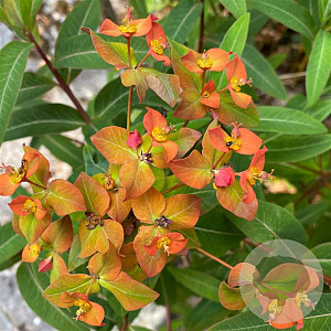 Euphorbia griff. 'Beauty Orange' GM P9 BIO