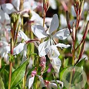 Gaura l. 'White Dove' GM P9 BIO