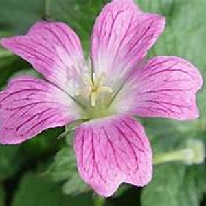 Geranium 'Elworthy Eyecatcher' GM P9 BIO