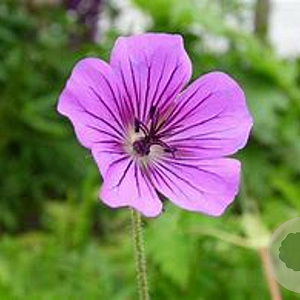 Geranium 'Pink Penny' GM P9 BIO