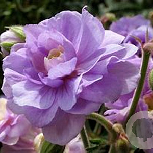 Geranium pr. 'Summer Skies' GM P9 BIO