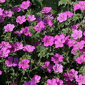 Geranium rivers. 'Russell Prichard' GM P9 BIO