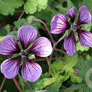 Geranium 'Salomé' GM P9 BIO