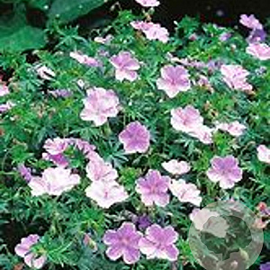 Geranium sang. 'Apfelblute' GM P9 BIO
