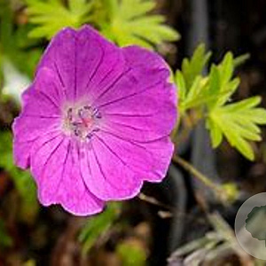 Geranium sang. 'Aviemore' GM P9 BIO