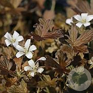 Geranium 'Sanne' GM P9 BIO