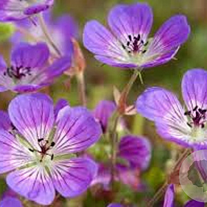 Geranium 'Sweet Heidy' GM P9 BIO