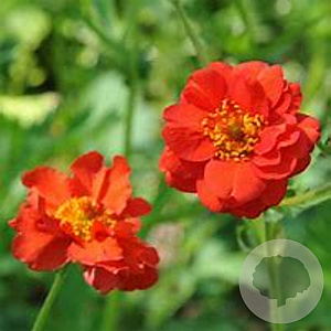 Geum chiloense 'Mrs Bradshaw' GM P9 BIO
