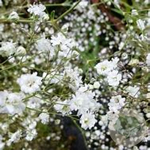 Gypsophila pan. 'Bristol Fairy' GM P9 BIO