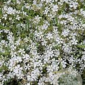 Gypsophila repens GM P9 BIO