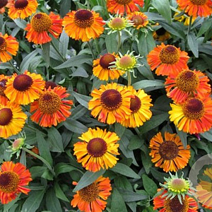 Helenium 'Short and Sassy' GM P9 BIO