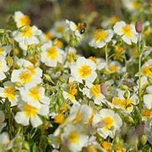 Helianthemum 'Elfenbeinglanz' GM P9 BIO