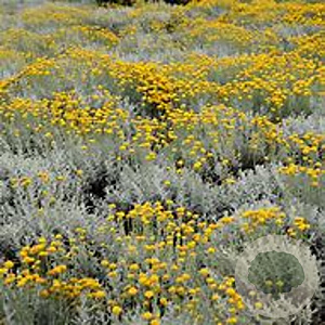 Helichrysum italicum 'Dwarf Curry' GM P9 BIO