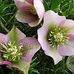 Helleborus o. 'Pretty Ellen Pink' GM P9 BIO