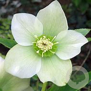 Helleborus o. 'Pretty Ellen White' GM P9 BIO