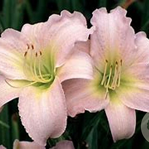 Hemerocallis 'Catherine Woodbury' GM P9 BIO