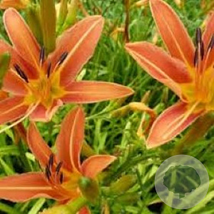 Hemerocallis 'Margaret Perry' GM P9 BIO