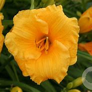 Hemerocallis 'Yellow Lollipop' GM P9 BIO