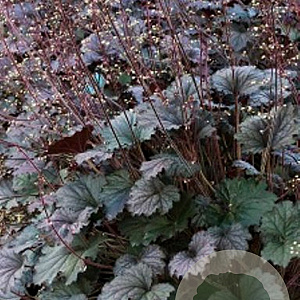 Heuchera Frosted Violet GM P9 BIO