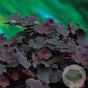 Heuchera 'Mocha' GM P9 BIO