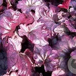 Heuchera 'Plum Royale' GM P9 BIO
