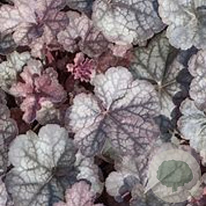 Heuchera 'Regina' GM P9 BIO