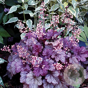 Heuchera 'Shanghai' GM P9 BIO