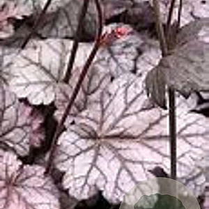 Heuchera 'Timeless Treasure' GM P9 BIO
