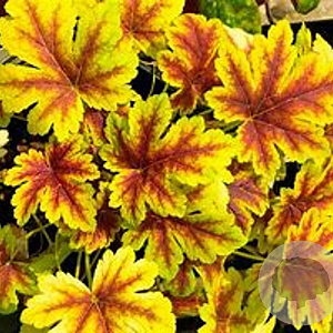 Heucherella 'Golden Zebra' GM P9 BIO