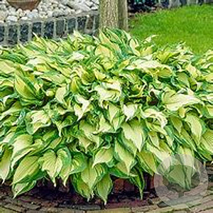 Hosta 'Fortunei Albopicta' GM P9 BIO