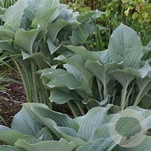 Hosta 'Krossa Regal' GM P9 BIO