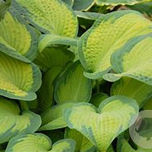 Hosta 'Paul's Glory' GM P9 BIO