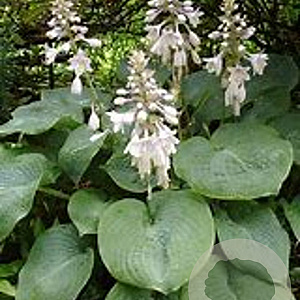 Hosta sieb. 'Elegans' GM P9 BIO