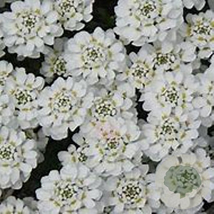 Iberis semp. 'Appen-Etz' GM P9 BIO