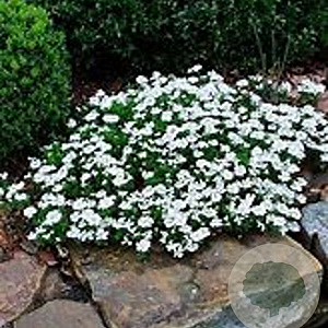 Iberis semp. 'Fischbeck' GM P9 BIO