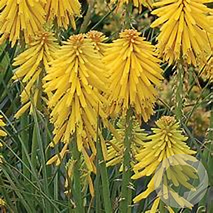 Kniphofia 'Banana Popsicle' GM P9 BIO