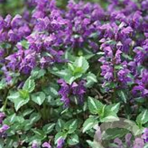 Lamium mac. 'Chequers' GM P9 BIO