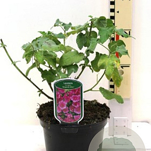 Lavatera 'Burgundy Wine' GM P9 BIO