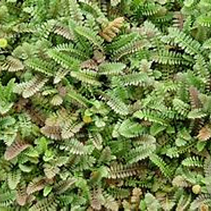 Leptinella potentillina GM P9 BIO