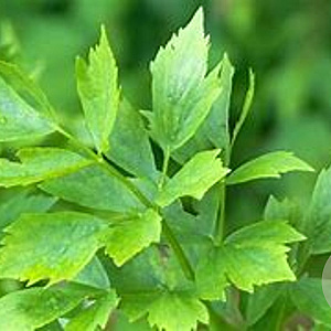 Levisticum officinale GM P9 BIO