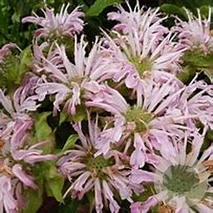 Monarda 'Fishes' GM P9 BIO